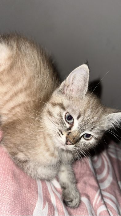 Шотландские малыши