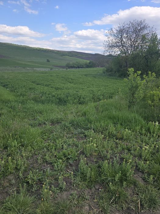 Teren intravilan Camaras(Cluj) sat Naoiu