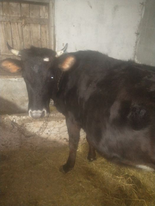 Jurincă gata de fătat