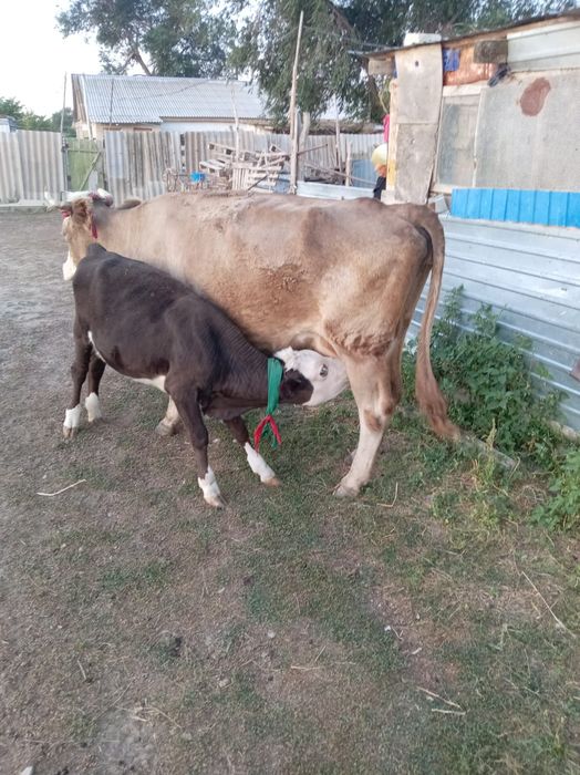 Продам  корову молочную