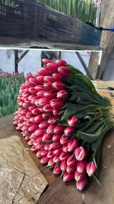 Продам цветы тюльпаны