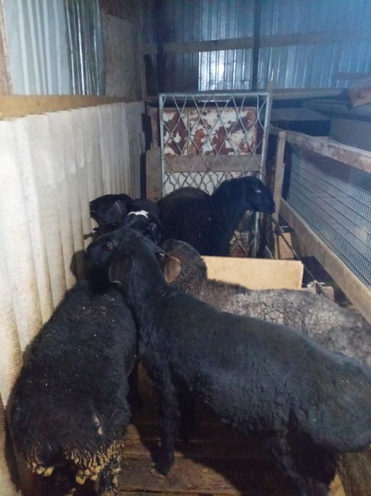 Семыз кой сатылады