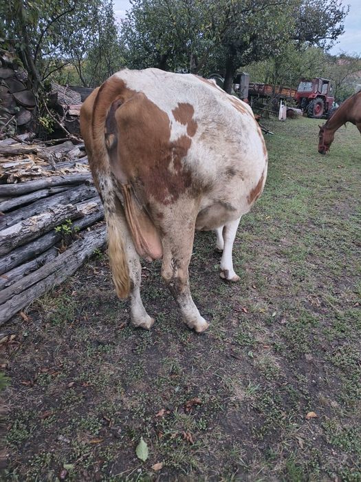 Vaca gestanta bălțată românească