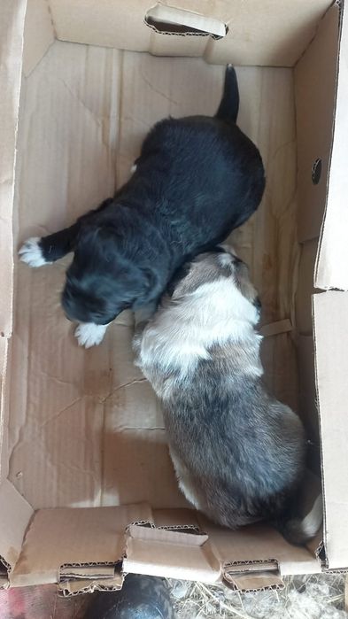 Отдам щенков в хорошие руки