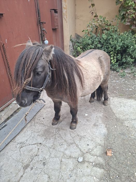 Vand sau schimb cu animale