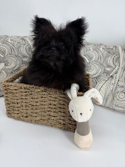 Помапу пудел/померан