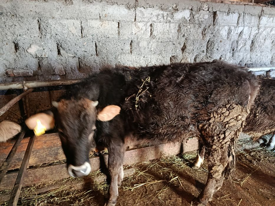 Продам  телку 44000