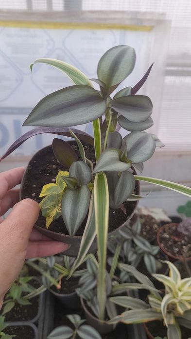 Композиция из традесканции