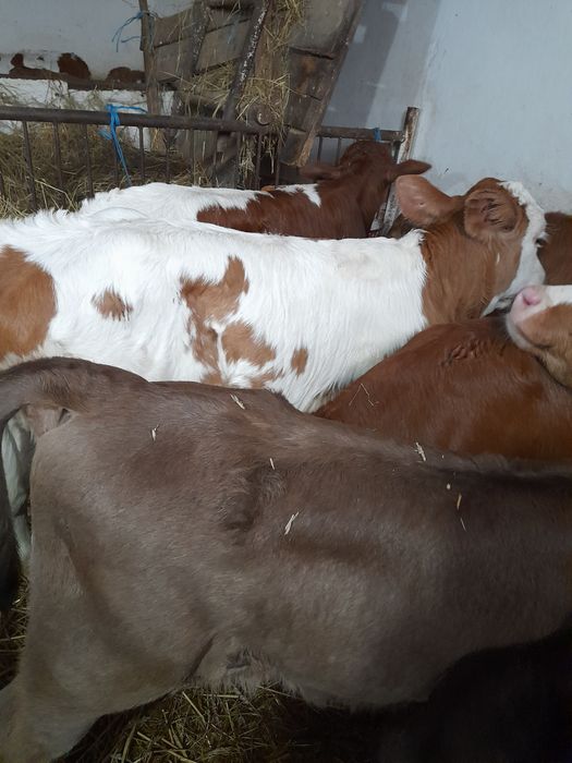 Taurasi intre 3 și 5 săptămâni