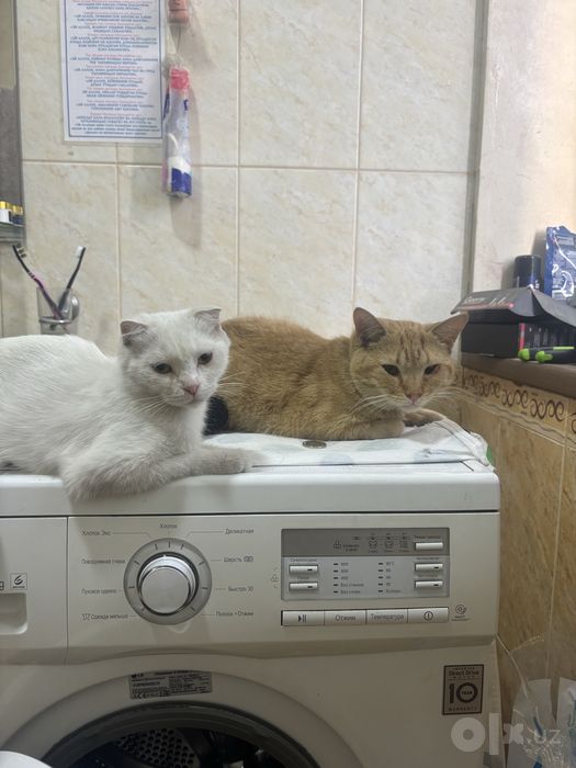 Отдам котёнка в добрую семью