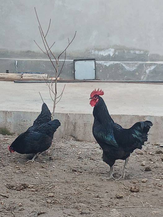 Qora shagʻzoda parrandalari