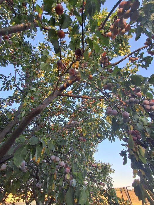 Vând prune pentru dulceață