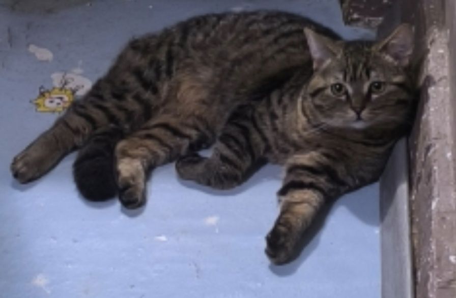 Котята Ищем хорошие руки для породистых котиков.