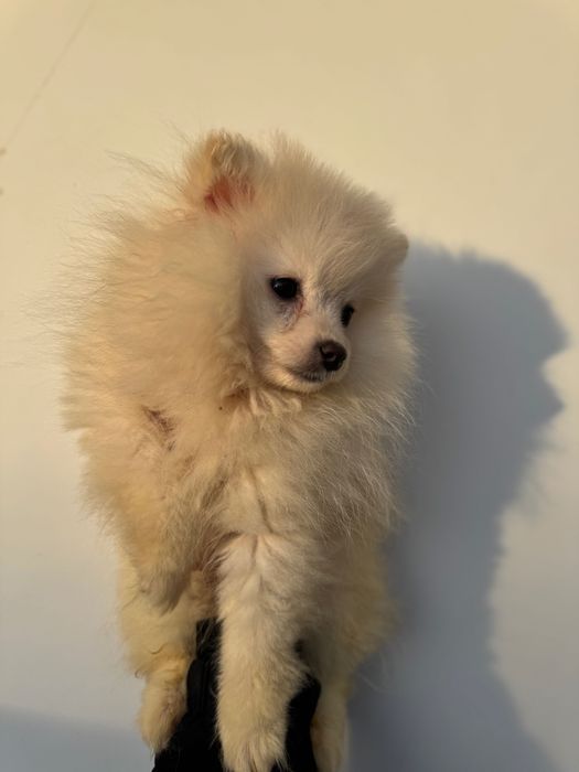 Немски шпиц мъжки