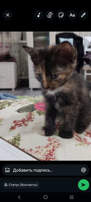 Отдам в добрые руки