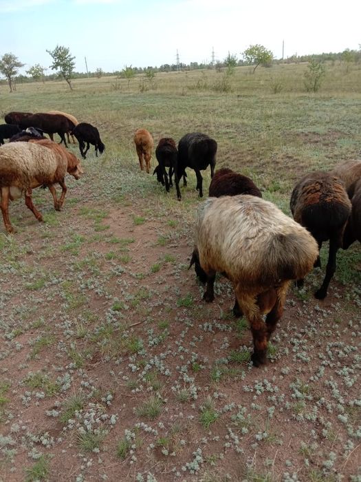 Продам упитанных баран