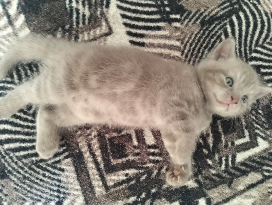 Продам шотландских котят