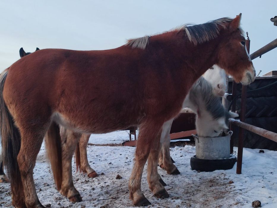 Продам двух кабыл