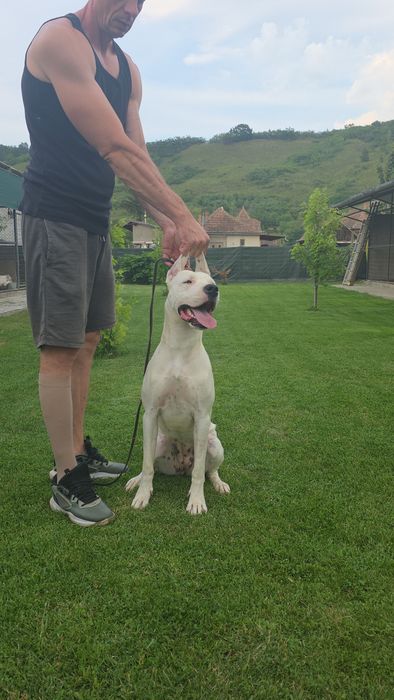 Dog Argentinian/Dogo Argentino