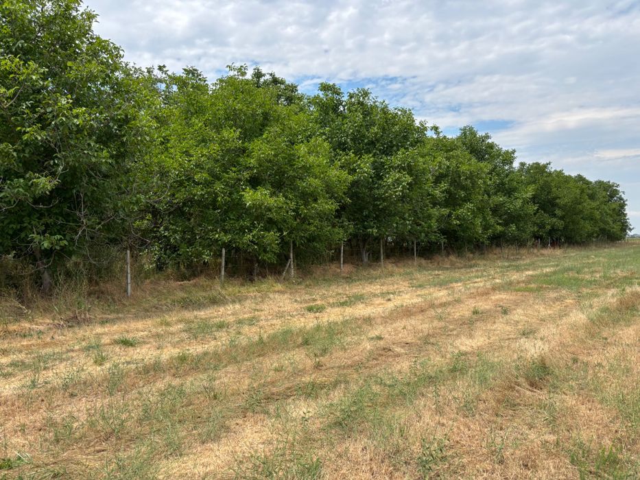 Орехова градинаа