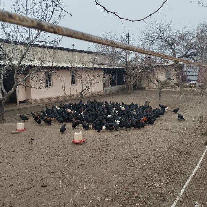 Андижон кора товуклари сотилади