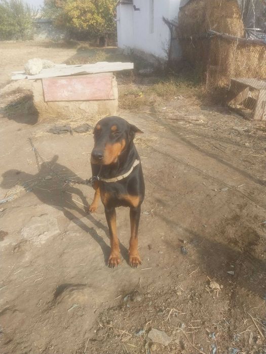 Erkak daberman yoshi 2da