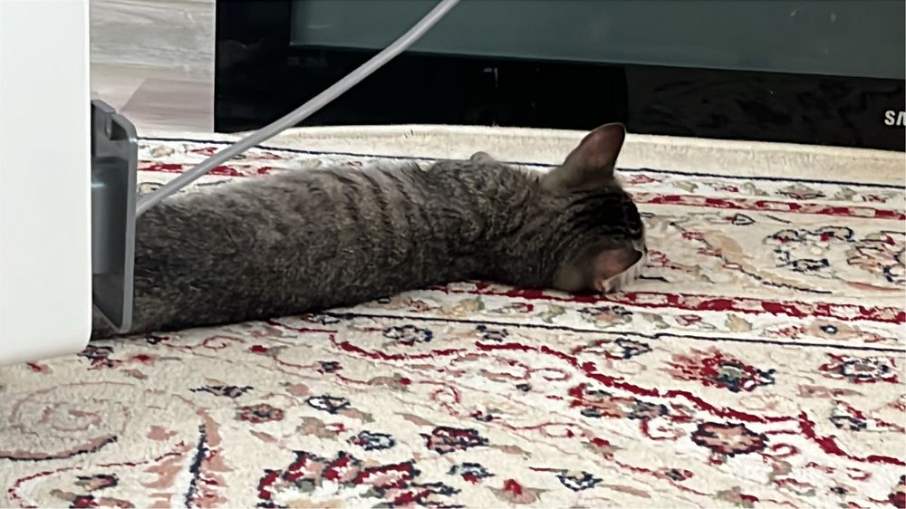 Отдам котика в добрые руки