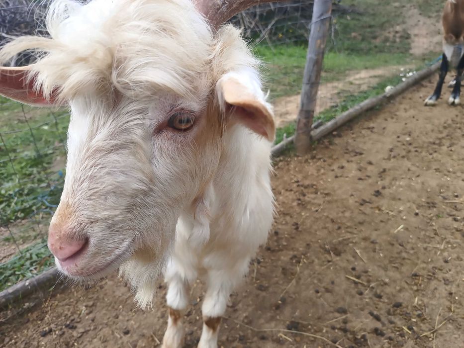 Țap alpin francez cu saneen 1 an