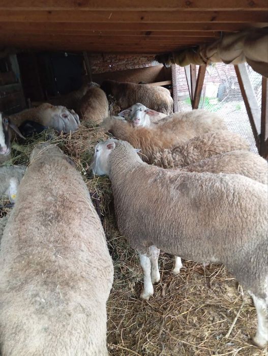 Продавам млад коч