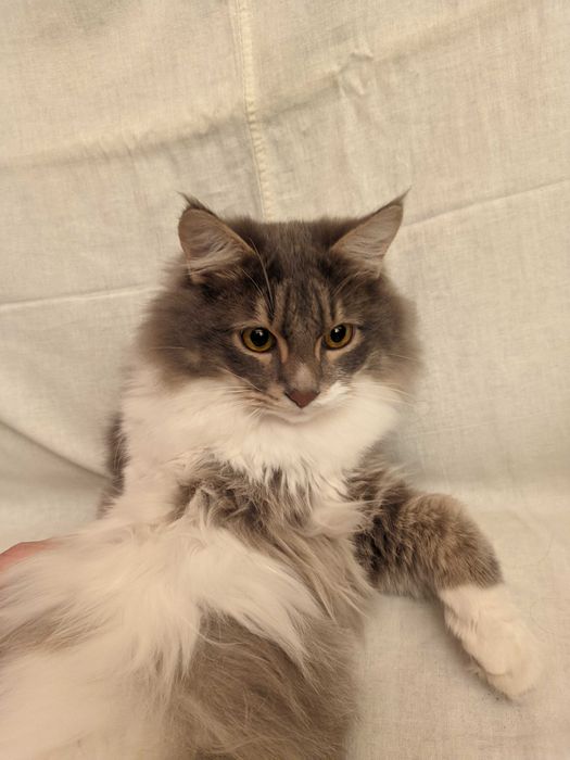 Кошка. Кот. Mushuk.