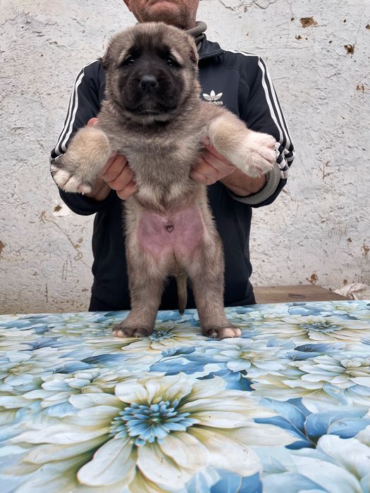 Щенок турецкого кангала ( чистокровный )