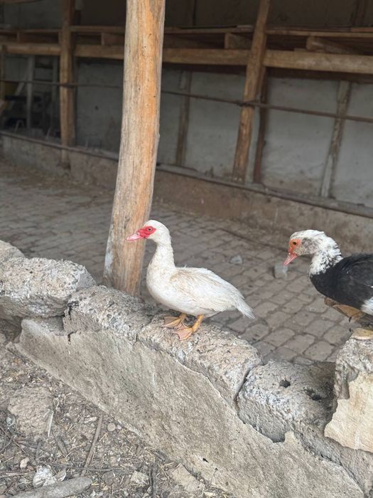 Индуткалар сотилади