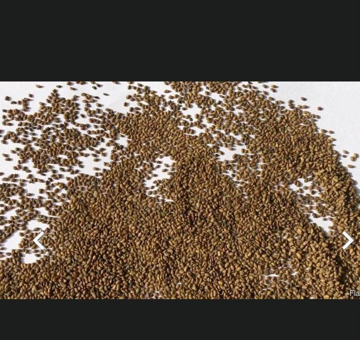 Семена люцерны..