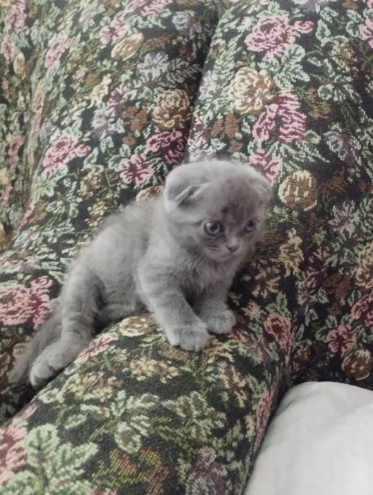 Шотландские котята