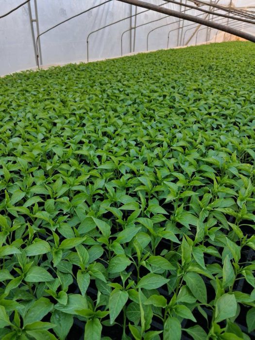 Vand rasad de legume