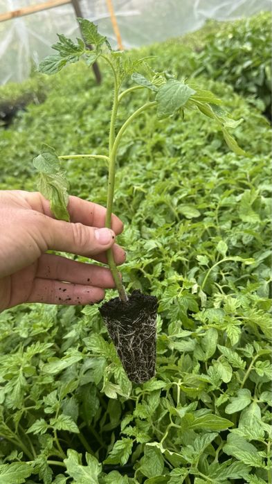 Помидор көшет, саженцы помидора