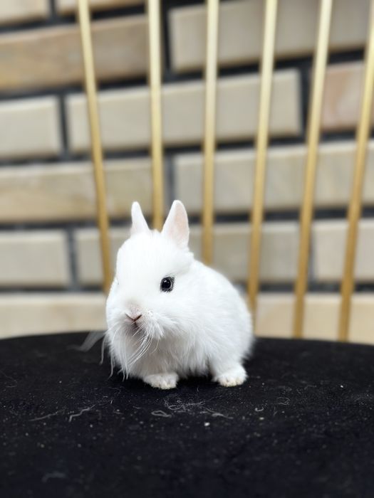 Karlik o’smaydigann quyonchalar