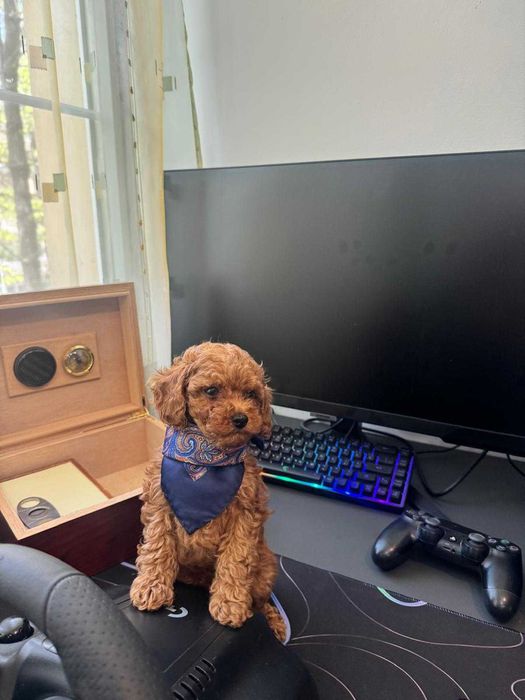 Pudel-Poodle-Caniche toy superb ca o jucarie de plus