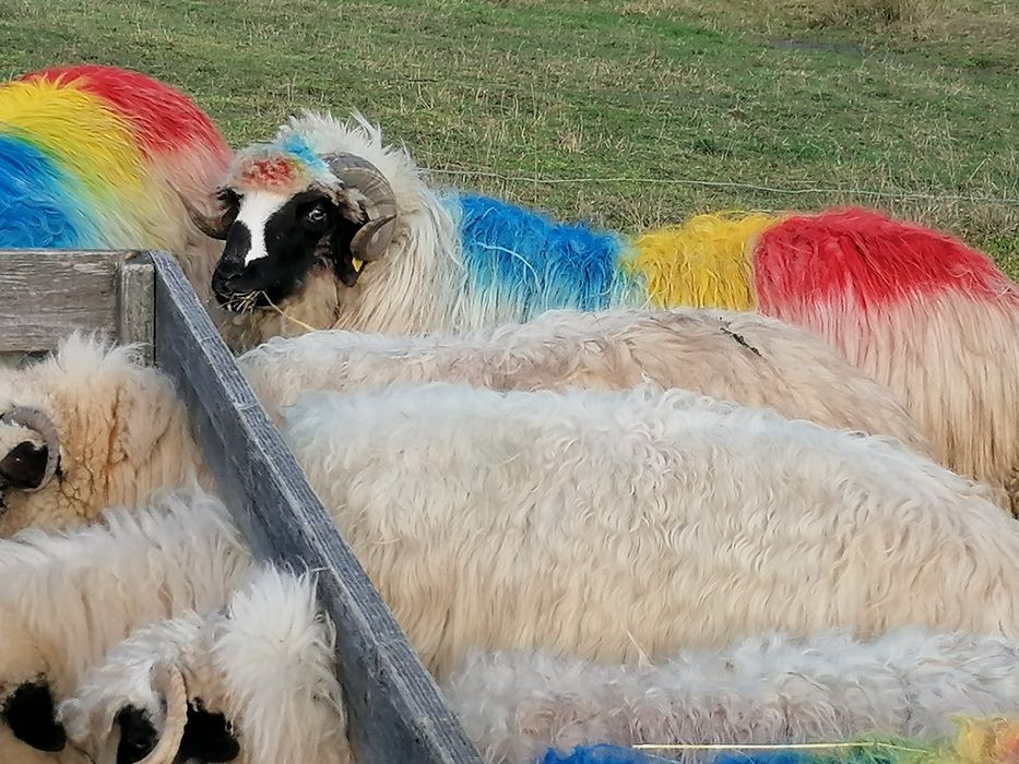 Berbeci schimb cu mașină de teren!