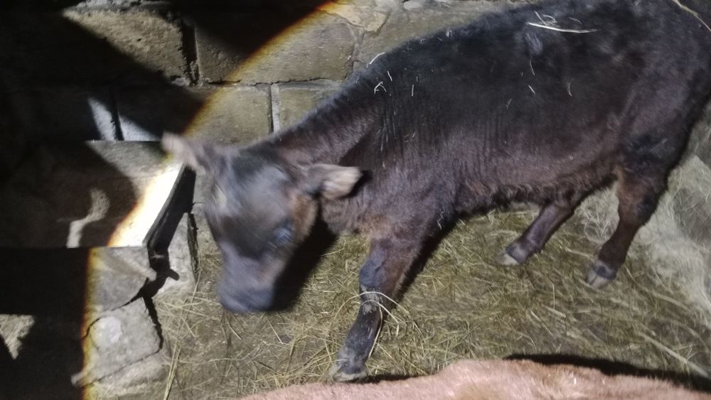 Продам телят .Бычек и две телочки