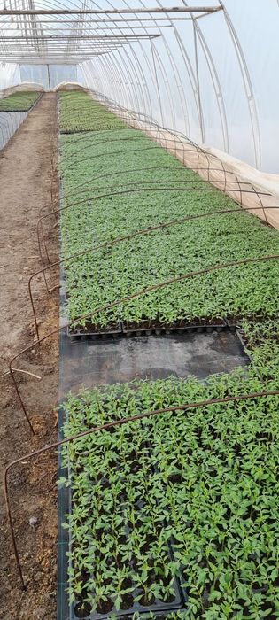 Răsaduri legume pt solar .