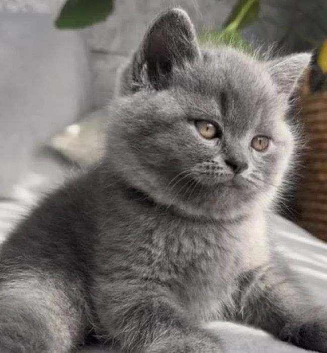 British shorthair
