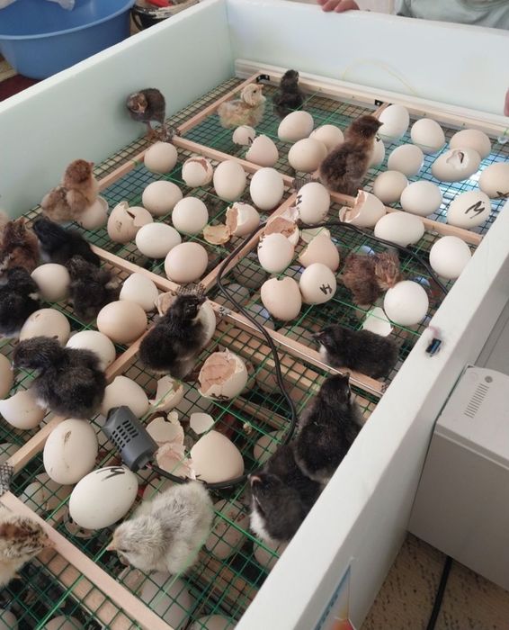 Инкубатор автомат.