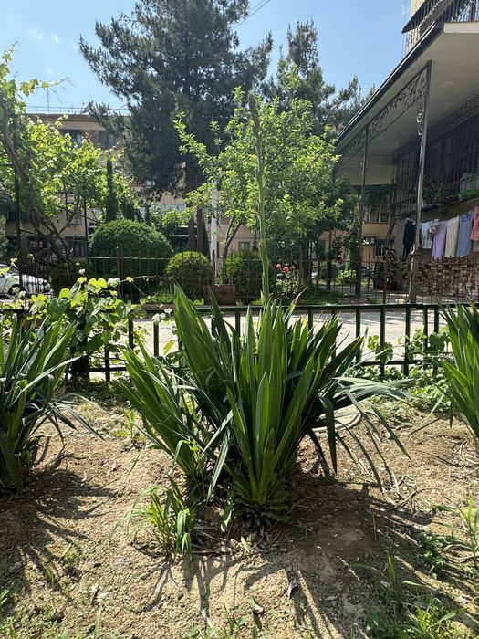 Юкка садовая ( декоративная)