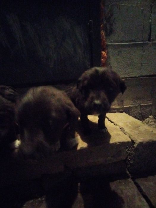 Kuchuk tekinga бесплатно щенок