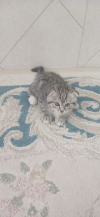 Катенок Вислоухий!