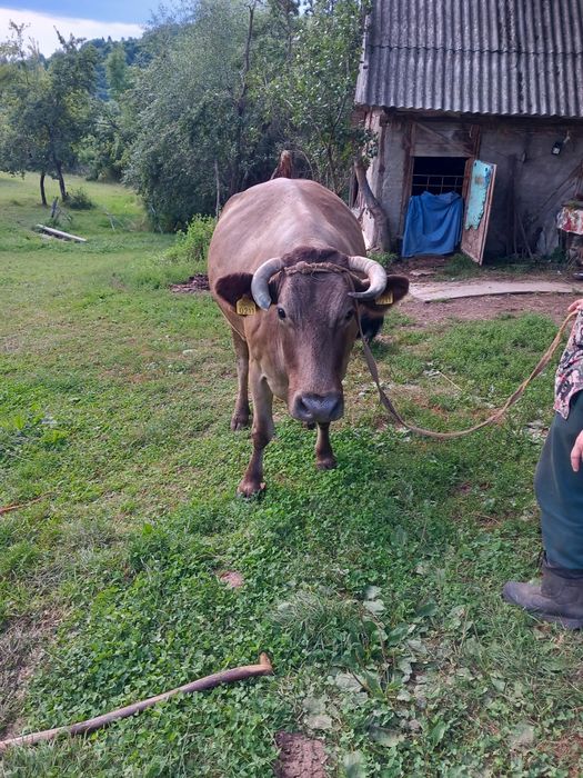 De vânzare  vaca  cu vitea