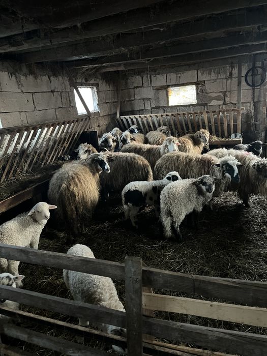 vand oi cu miei ……….