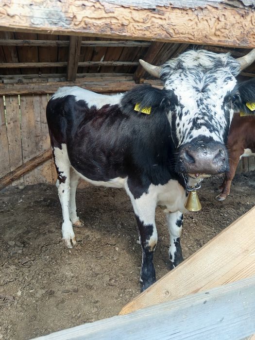 Vând 2 juninci una  de 9 luni și una de 11  luni