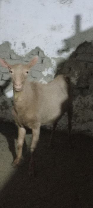 Сут йуналиш зотли эчкилар